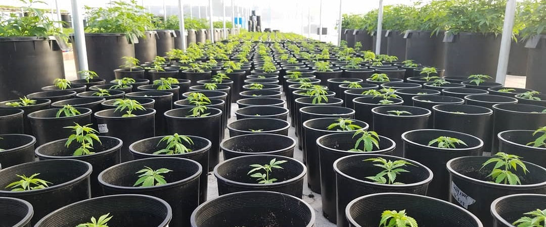 Healing Flower CBD Hemp Oil