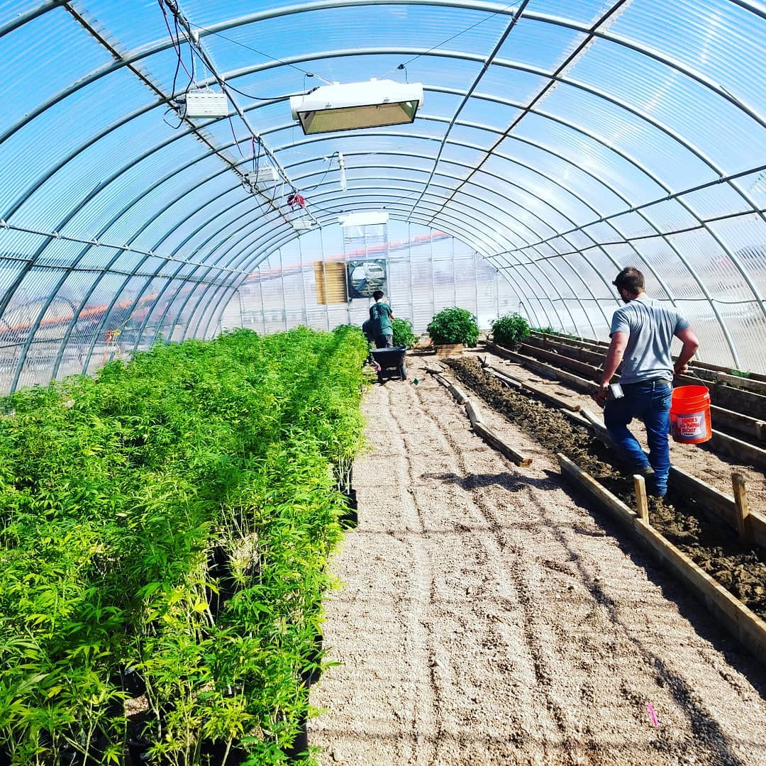 Why Healing Flower's CBD