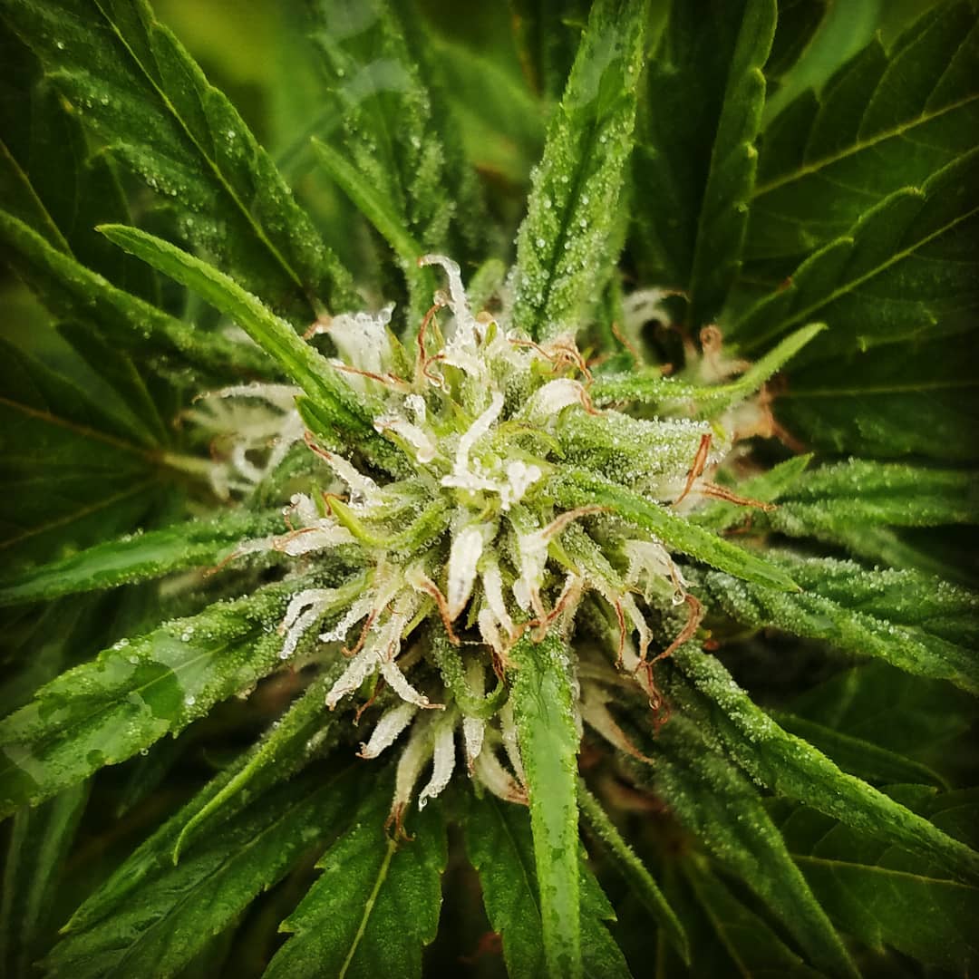 Healing Flower's Philosophy