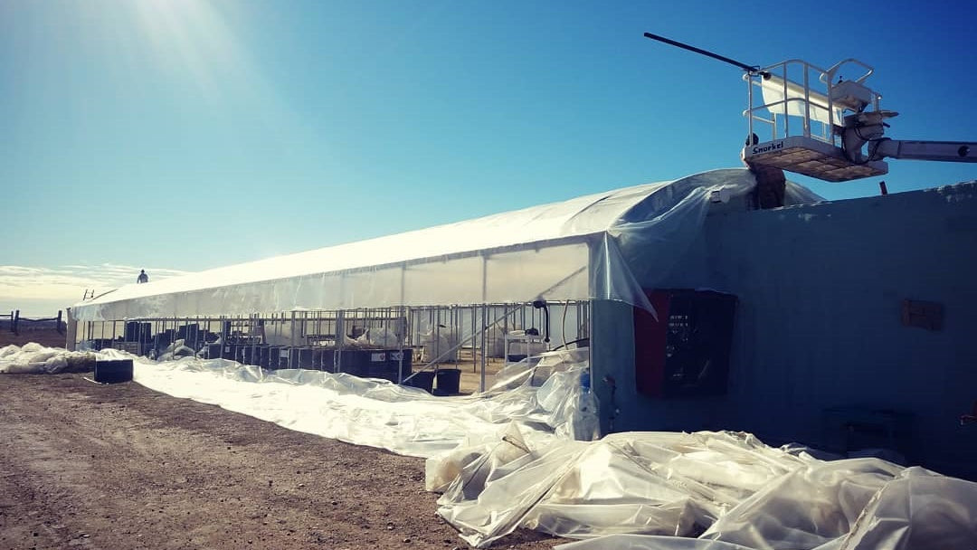 Lab Tested & USA Organic Grown